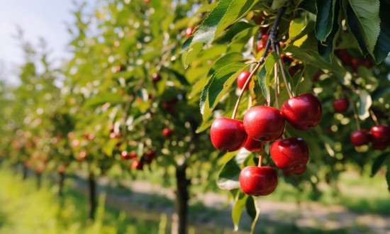2024年中國櫻桃果樹行業產業鏈供需布局分析及發展前景