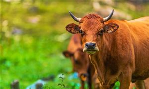 *ST天山：擬成立合資公司 形成北牛南運聯動 肉牛養殖產業現狀及未來發展趨勢分析報告