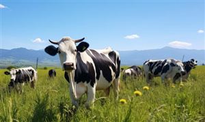 乳制品消費量逐年增長  奶牛產(chǎn)業(yè)現(xiàn)狀及市場規(guī)模發(fā)展如何