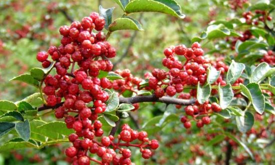 花椒產業全景調研 花椒產業發展面臨的挑戰和機遇