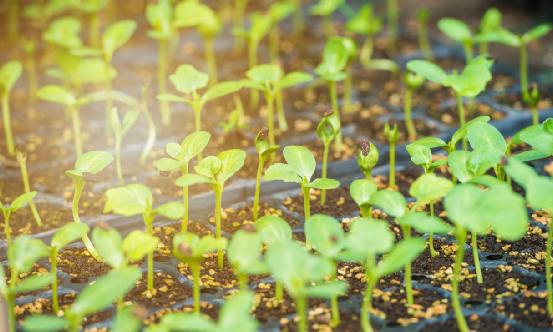 2024轉基因種子行業現狀與前景分析 第二批轉基因玉米、大豆品種通過初審