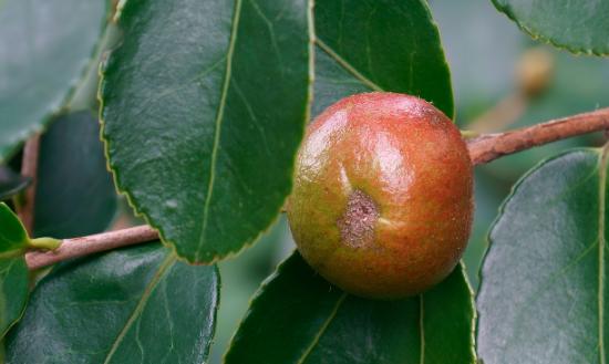 2024年油茶行業(yè)發(fā)展及變化趨勢：確保到2025年，全國油茶種植面積達到9000萬畝以上