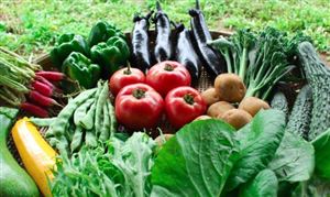 有機農產品行業現狀調查與消費需求2024