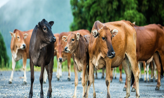 肉牛養殖行業發展現狀及前景機遇分析