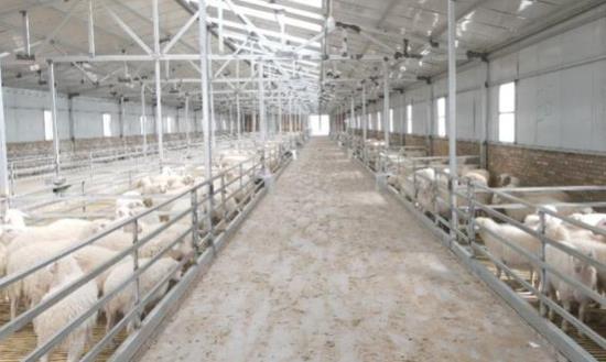 2024畜牧行業市場環境與發展機會