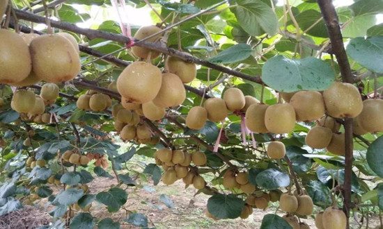 獼猴桃行業投資價值分析及發展機遇分析