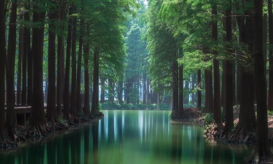 2024年中國林業經濟行業發展現狀分析及投資前景預測研究報告