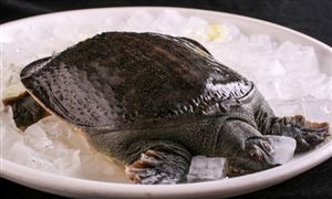 全國每年商品甲魚產量約35萬噸 甲魚養殖行業市場現狀及前景分析