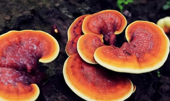 靈芝產業市場調研與發展空間：靈芝產業已形成完善產業鏈