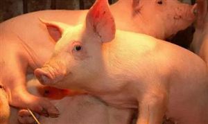 生豬養殖行業市場深度分析及發展規劃咨詢綜合研究報告 豬肉價格連漲三周