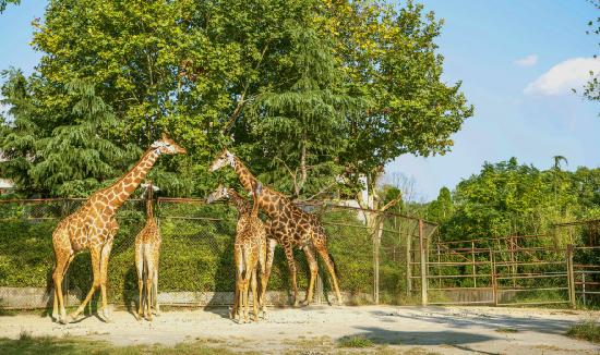動物園產業分析報告 動物園產業現狀分析