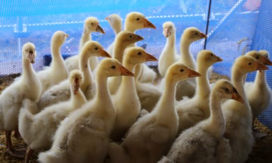 家禽行業產業鏈供需布局與未來趨勢：朝著規模化、集約化方向發展