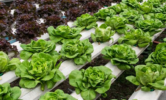 水培蔬菜市場(chǎng)發(fā)展現(xiàn)狀調(diào)查報(bào)告