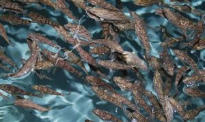 水產苗種培育市場投資環境與發展趨向：我國水產養殖種類達300種以上