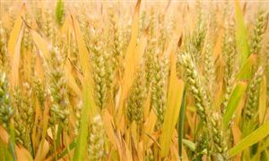 小麥深加工行業(yè)調研分析2024