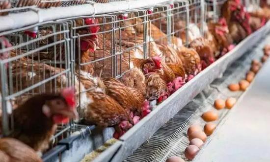 畜禽養殖行業發展分析：畜牧業步入綠色高質量發展快車道