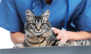 2024寵物藥品行業(yè)市場(chǎng)分析及產(chǎn)業(yè)鏈構(gòu)成