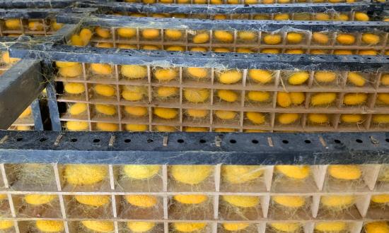 蠶養(yǎng)殖及加工行業(yè)市場(chǎng)現(xiàn)狀分析與發(fā)展趨向