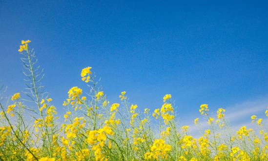 油菜行業(yè)深度調(diào)研2024