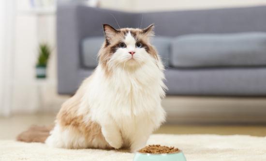 寵物經濟產業鏈上下游發展現狀及市場規模分析2024