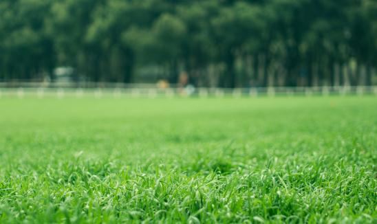 中國草坪保護行業市場調研與發展趨勢