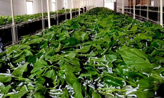 2024年中國(guó)蠶養(yǎng)殖及加工行業(yè)的產(chǎn)業(yè)鏈上下游結(jié)構(gòu)及發(fā)展趨勢(shì)分析