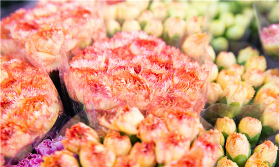 2024年鮮切花市場規模分析  鮮切花主要細分市場及競爭格局分析