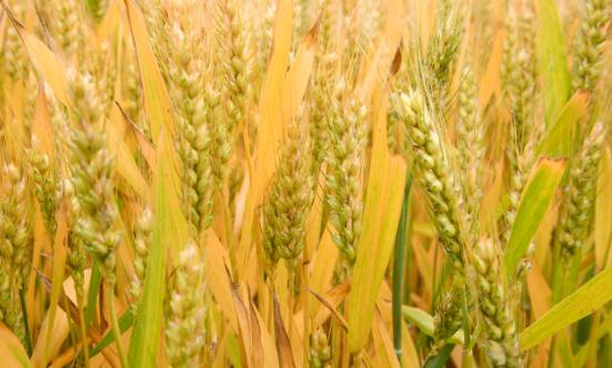 2024小麥行業市場供需格局及進出口情況分析