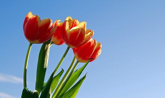 花卉產業前景投資分析：到2035年力爭花卉年銷售額超過7000億元