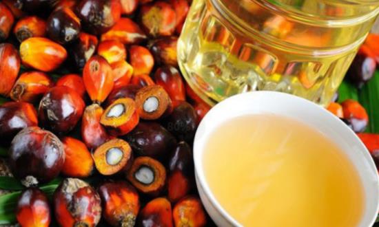 2024棕櫚油行業市場投資潛力與價格走勢