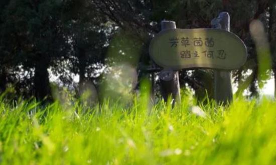 2024草坪保護行業市場現狀分析與前景研究