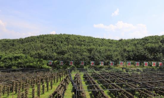 前景預測：到2025年全國林業產業總產值計劃達到9萬億元