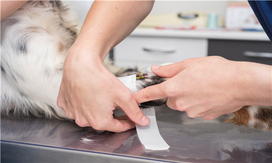 2024年寵物殯葬服務行業(yè)市場發(fā)展現(xiàn)狀及未來發(fā)展前景分析