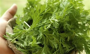 新式艾草花束爆火近200一把 艾草行業(yè)現(xiàn)狀及發(fā)展前景分析