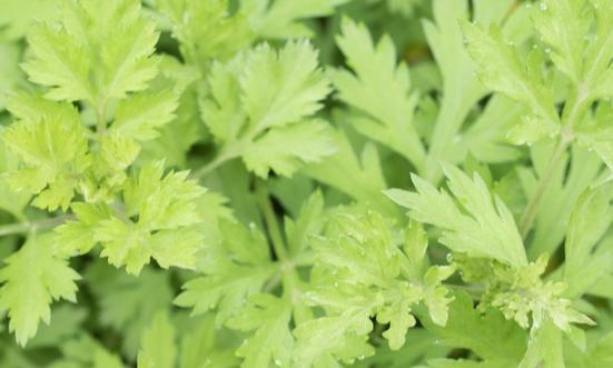 2024年艾草產業市場規模及行業痛點、未來發展前景分析預測