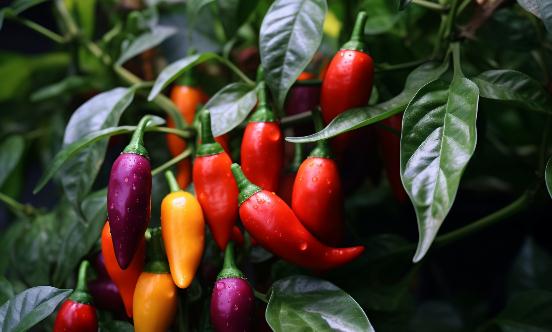 2023年辣椒種植行業(yè)發(fā)展現(xiàn)狀、競爭格局及未來發(fā)展趨勢與前景分析