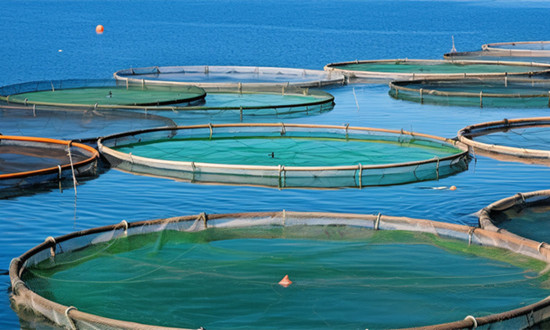 農林牧漁業產業未來發展趨勢分析報告