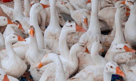 中國畜禽養殖中抗生素行業市場深度分析及前景預測