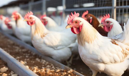 中國飼料添加劑上下游產(chǎn)業(yè)鏈供需布局2024