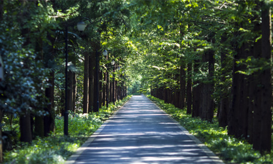 林業行業市場調查與發展前景分析