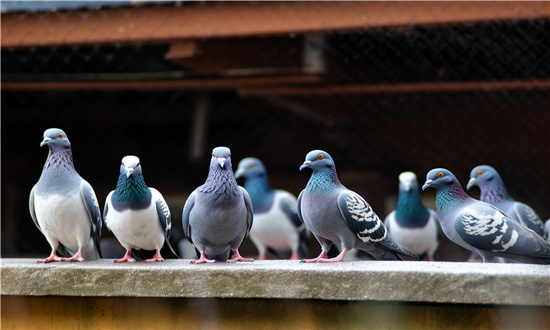 2024年肉鴿行業(yè)市場(chǎng)發(fā)展現(xiàn)狀及未來(lái)發(fā)展前景趨勢(shì)分析