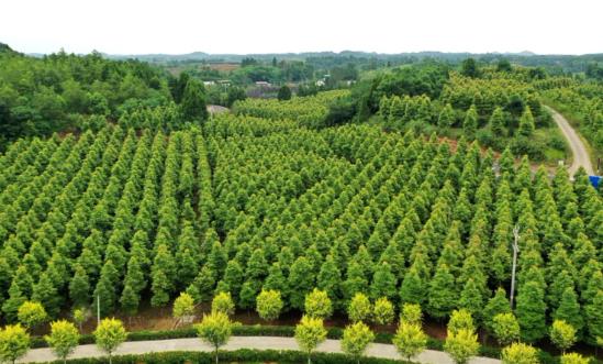 行業前景投資：到2025年全國林業產業總產值計劃達到9萬億元