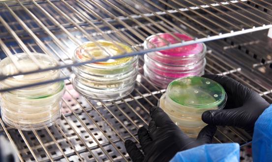 2024瓊脂加工行業市場現狀及發展趨勢預測