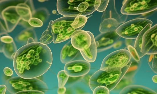 2024年中國微生物技術市場規模與發展趨勢預測