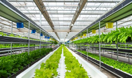 中國植物工廠行業市場調研及投資策略預測