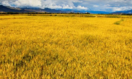 特色農業行業市場未來發展趨勢預測 年增長率有望保持在較高水平