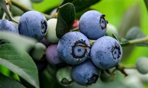 2024藍莓行業(yè)市場深度分析及投資戰(zhàn)略研究 年需求量約為100萬噸國產(chǎn)藍莓發(fā)展快速
