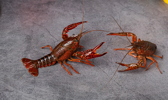 2024年中國小龍蝦養(yǎng)殖市場驅(qū)動因素、小龍蝦養(yǎng)殖主要細分市場及行業(yè)未來發(fā)展投資前景趨勢