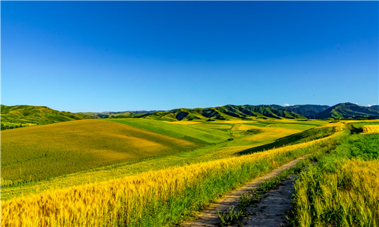 2024年中國新疆農(nóng)業(yè)市場驅(qū)動因素、新疆農(nóng)業(yè)主要細分市場及行業(yè)未來發(fā)展投資前景趨勢