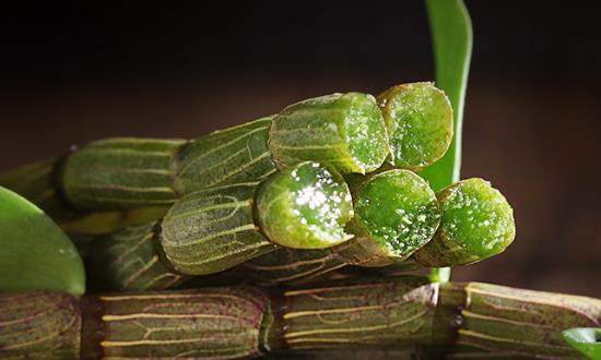 鐵皮石斛行業發展前景與投資價值